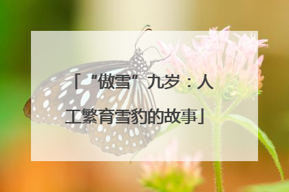 “傲雪”九岁：人工繁育雪豹的故事