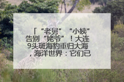 “老舅”“小姨”告别“姥爷”！大连9头斑海豹重归大海，海洋世界：它们已具备野外生存能力