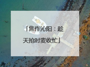 焦作沁阳：趁天抢时麦收忙
