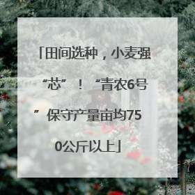 田间选种，小麦强“芯”！“青农6号”保守产量亩均750公斤以上