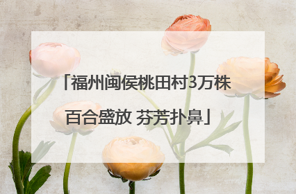 福州闽侯桃田村3万株百合盛放 芬芳扑鼻