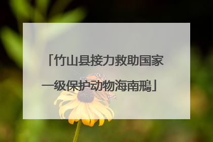 竹山县接力救助国家一级保护动物海南鳽