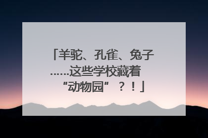 羊驼、孔雀、兔子……这些学校藏着 “动物园”？！
