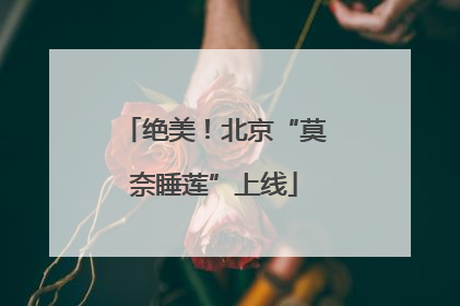 绝美！北京“莫奈睡莲”上线