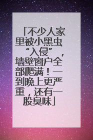 不少人家里被小黑虫“入侵”，墙壁窗户全部爬满！一到晚上更严重，还有一股臭味