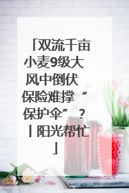双流千亩小麦9级大风中倒伏 保险难撑“保护伞”？丨阳光帮忙