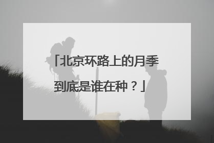 北京环路上的月季到底是谁在种？