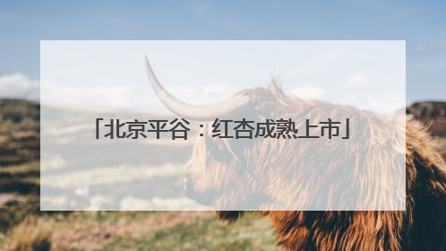 北京平谷：红杏成熟上市