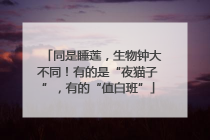 同是睡莲，生物钟大不同！有的是“夜猫子”，有的“值白班”