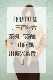 四川旺苍：三百年古茶树“苏醒” 山间飘出振兴茶香