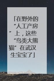 在野外的“人工产房”上，这些“鸟类大熊猫”在武汉生宝宝了
