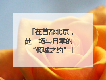在首都北京，赴一场与月季的“倾城之约”