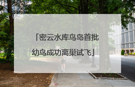 密云水库鸟岛首批幼鸟成功离巢试飞