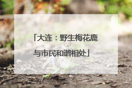 大连：野生梅花鹿与市民和谐相处