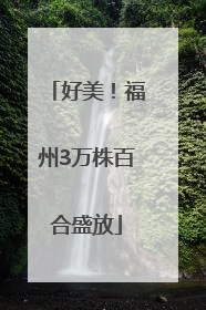 好美！福州3万株百合盛放