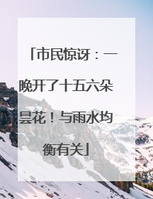市民惊讶：一晚开了十五六朵昙花！与雨水均衡有关