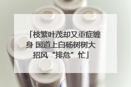 枝繁叶茂却又重症缠身 国道上白杨树树大招风“排危”忙