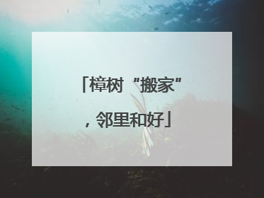 樟树“搬家”，邻里和好
