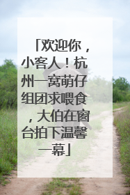 欢迎你，小客人！杭州一窝萌仔组团求喂食，大伯在窗台拍下温馨一幕
