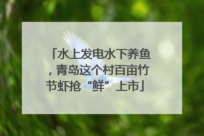 水上发电水下养鱼，青岛这个村百亩竹节虾抢“鲜”上市