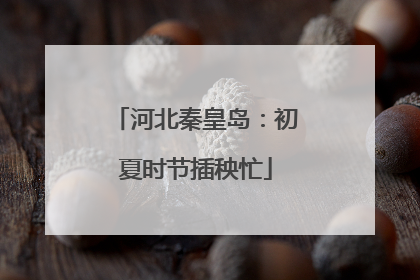 河北秦皇岛：初夏时节插秧忙