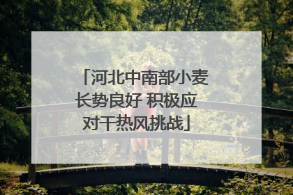 河北中南部小麦长势良好 积极应对干热风挑战