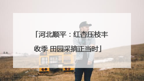河北顺平：红杏压枝丰收季 田园采摘正当时