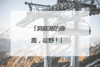 洞庭湖的麋鹿，最野！