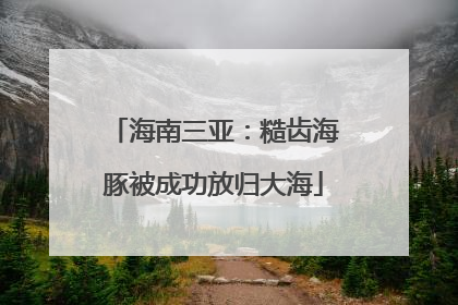 海南三亚：糙齿海豚被成功放归大海