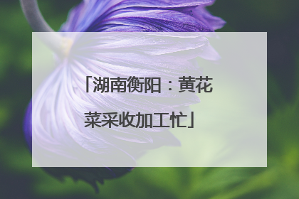 湖南衡阳：黄花菜采收加工忙