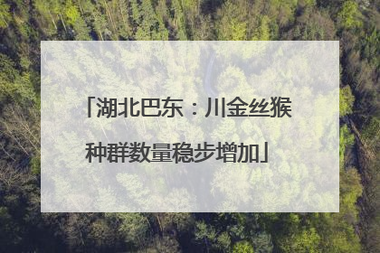 湖北巴东：川金丝猴种群数量稳步增加