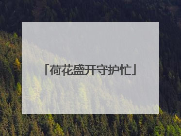 荷花盛开守护忙