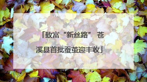 致富“新丝路” 苍溪县首批蚕茧迎丰收