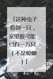 这种虫子看到一只，家里很可能已有一万只（不是蟑螂）