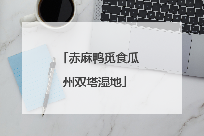 赤麻鸭觅食瓜州双塔湿地