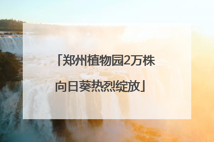 郑州植物园2万株向日葵热烈绽放