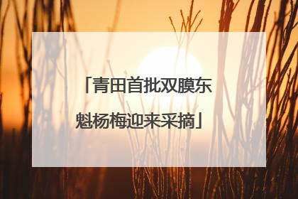 青田首批双膜东魁杨梅迎来采摘